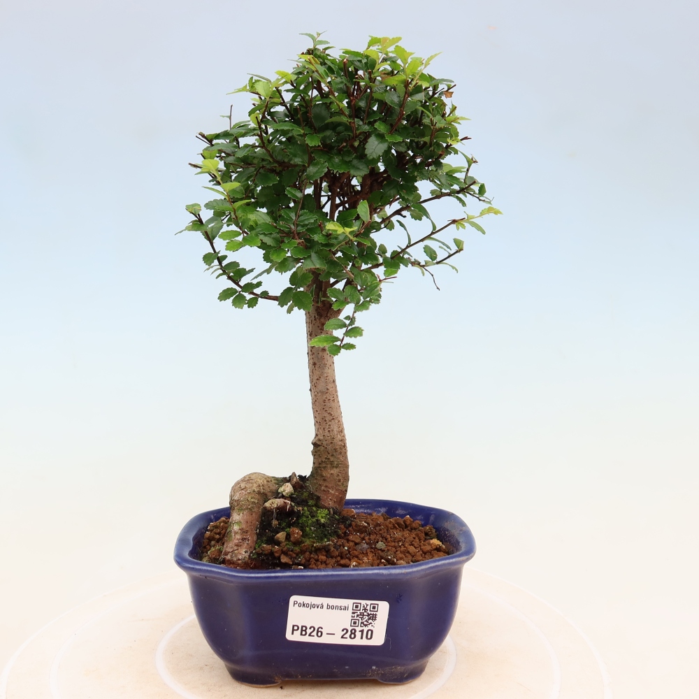 Pokój bonsai - Ulmus parvifolia - Wiąz drobnolistny
