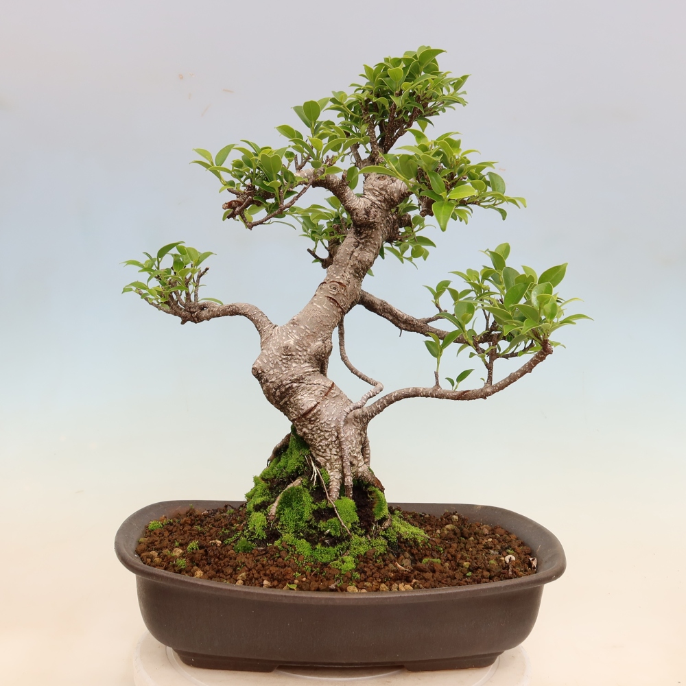 Pokój bonsai - Ficus kimmen - figowiec drobnolistny