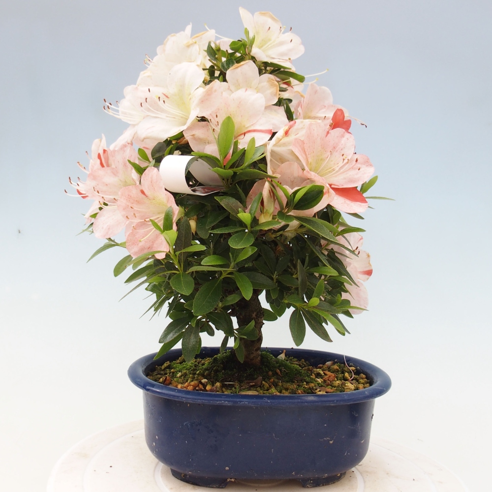 Bonsai ogrodowe - azalia japońska - Azalea Asazakura