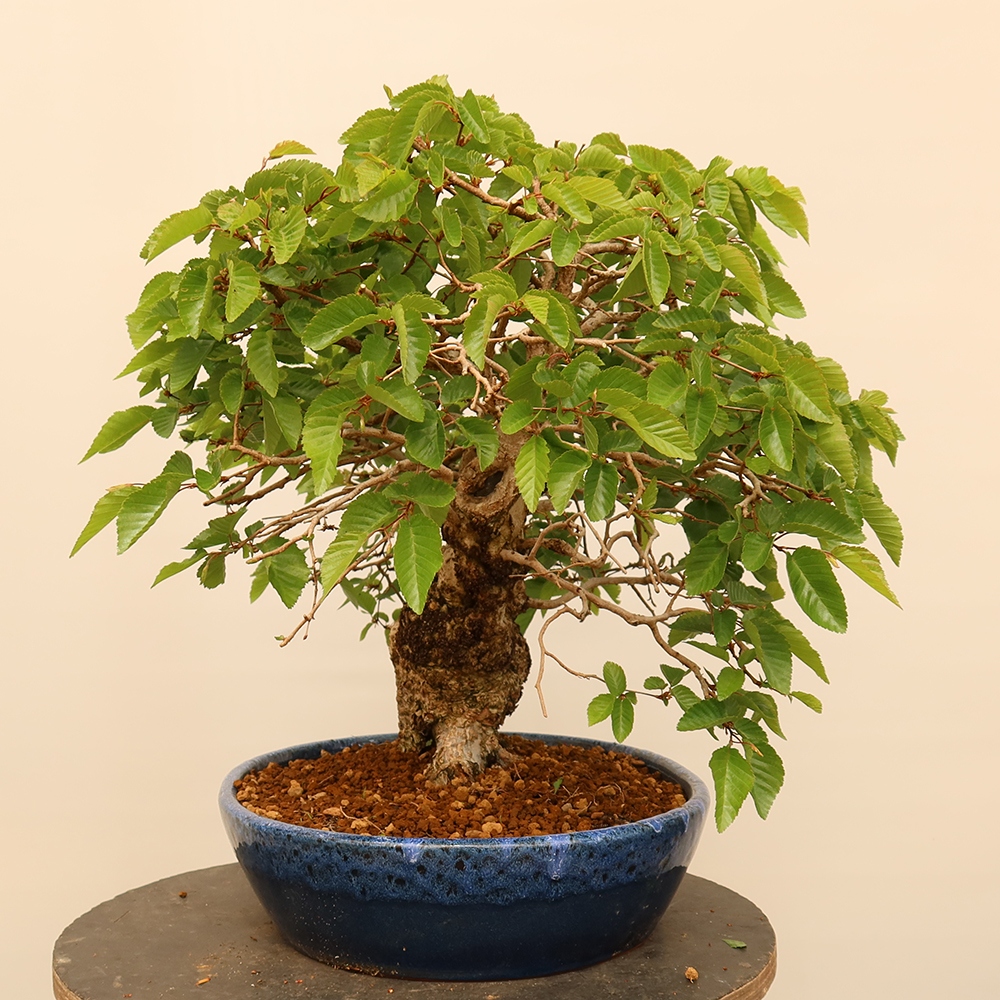Bonsai plenerowe - Carpinus Coreana - grab koreański