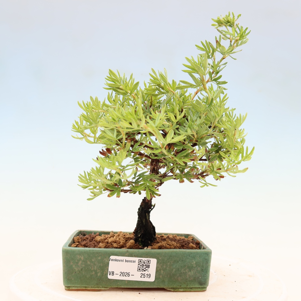 Bonsai zewnętrzne - Potentila fruticosa