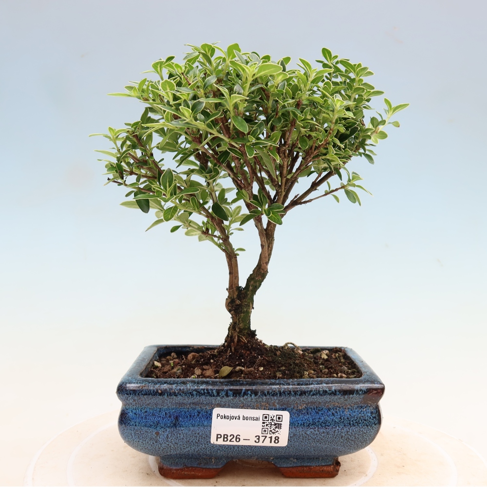 Bonsai pokojowe – Serissa foetida Variegata – Drzewo tysiąca gwiazd