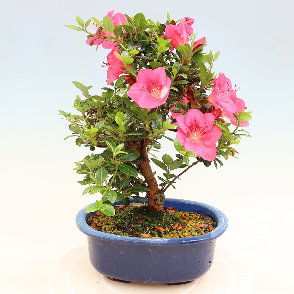 Bonsai zewnętrzne - Azalia japońska - Azalia Kobai