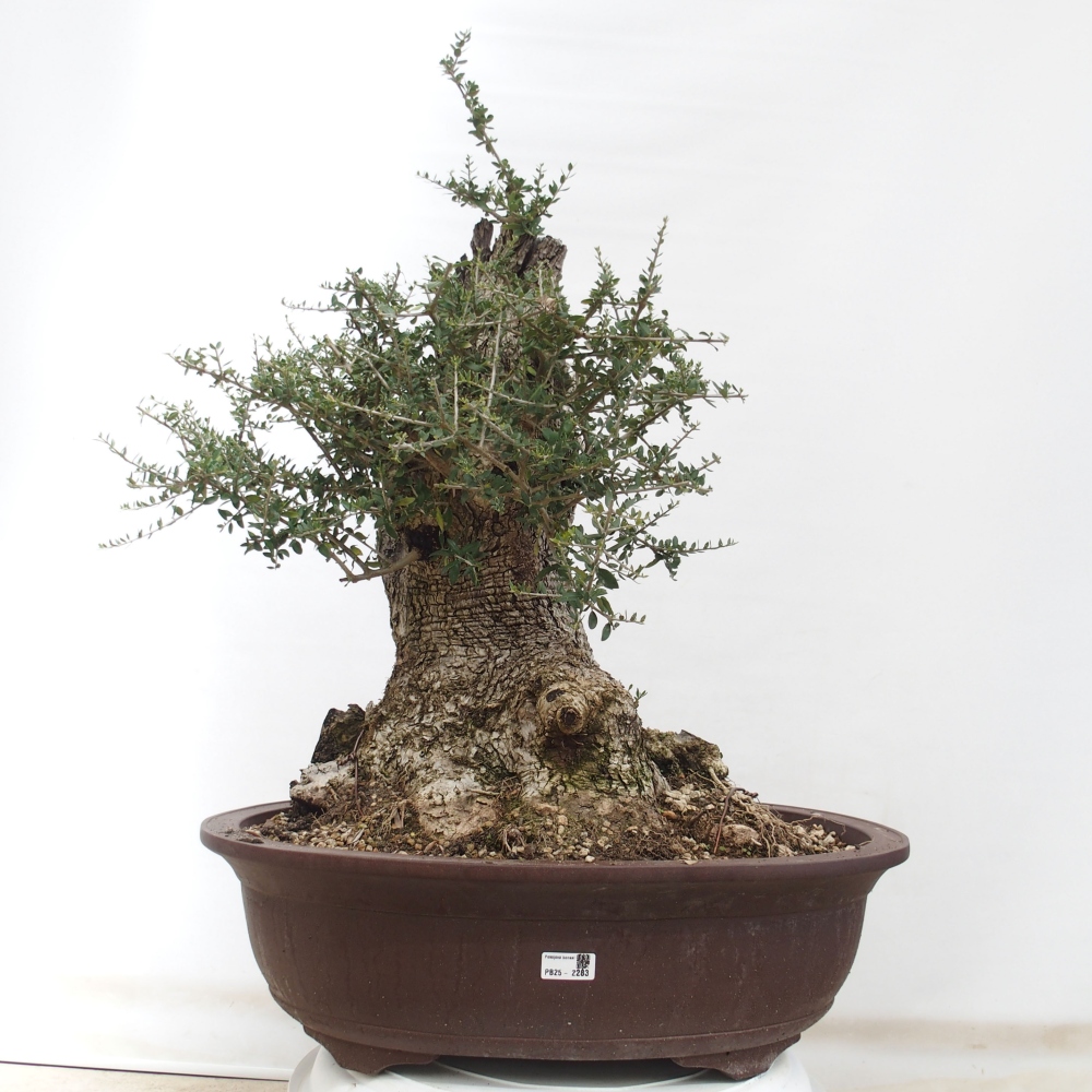 Kryte bonsai - Olea europaea sylvestris - Europejska oliwa z małych liści