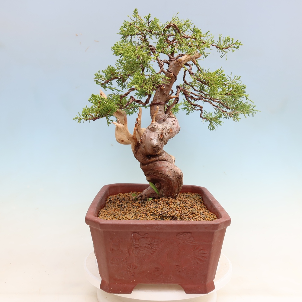 Bonsai ogrodowe – Juniperus chinensis Itoigawa – jałowiec chiński