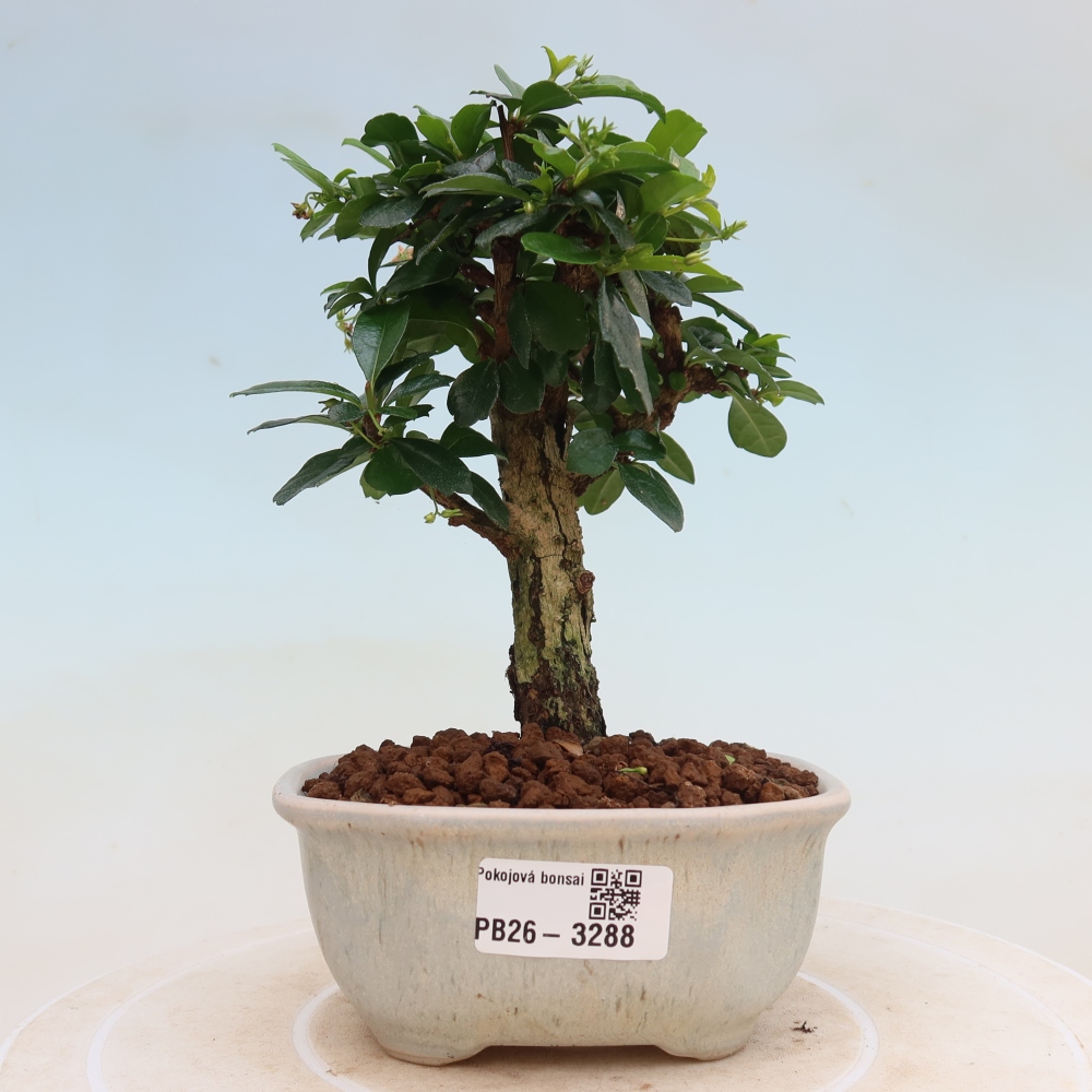 Bonsai pokojowe - Carmona macrophylla - Tea fuki