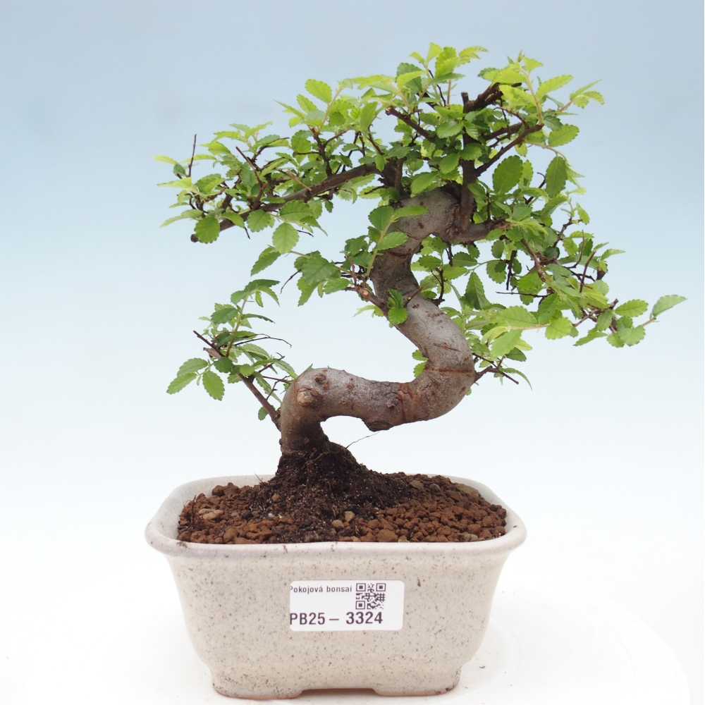 Pokój bonsai - Ulmus parvifolia - Wiąz drobnolistny
