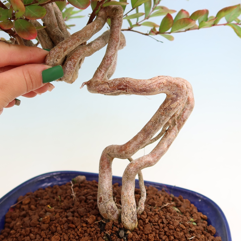 Bonsai pokojowe – Lagerstroemia indica – bz indyjski