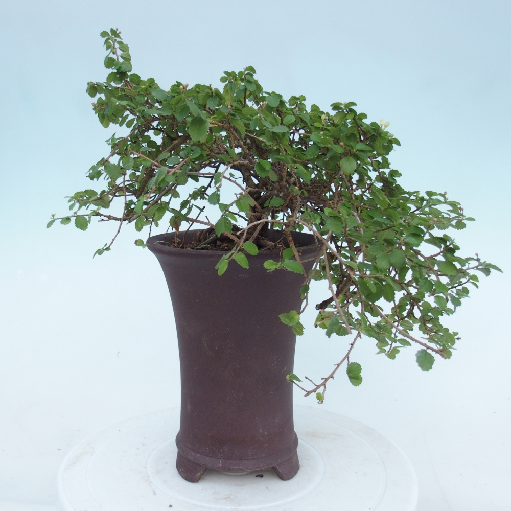 Pokój bonsai - Grewia sp. - Grewia malafolia