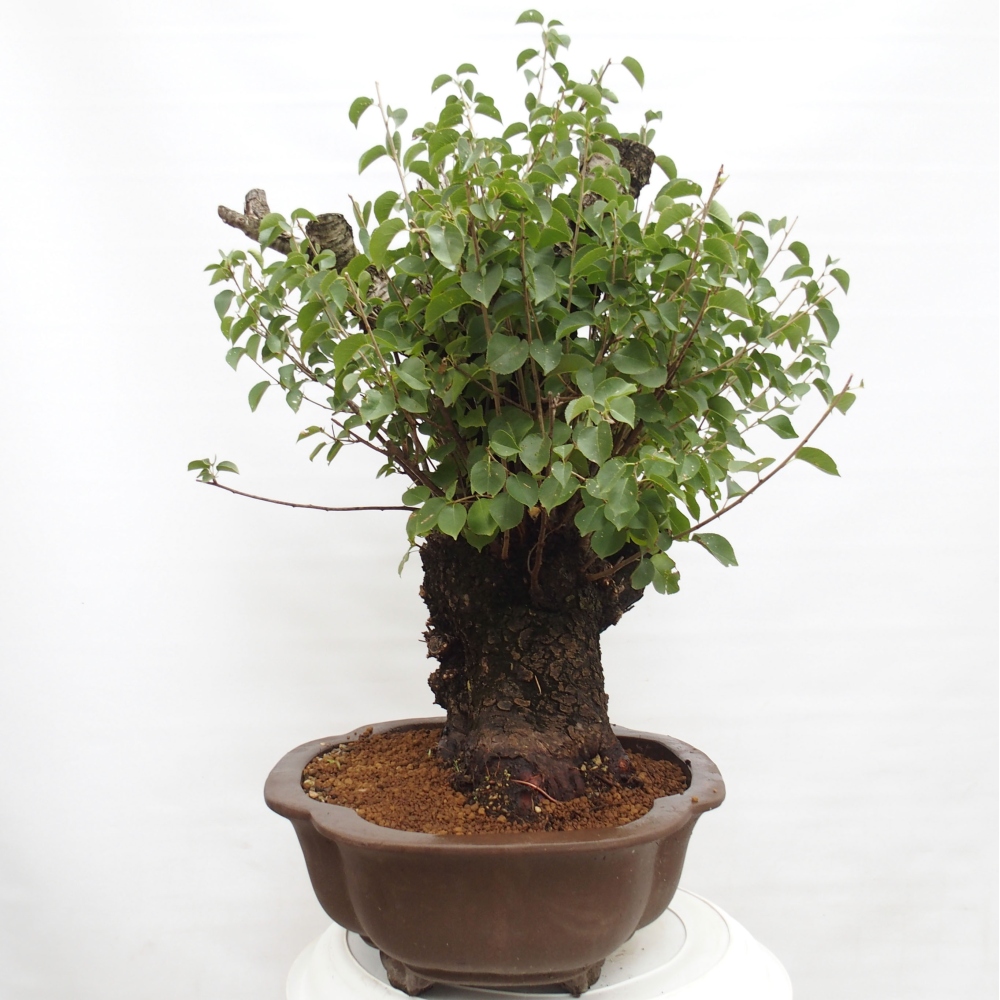 Bonsai na zewnątrz - Mahalebka - Prunus mahaleb