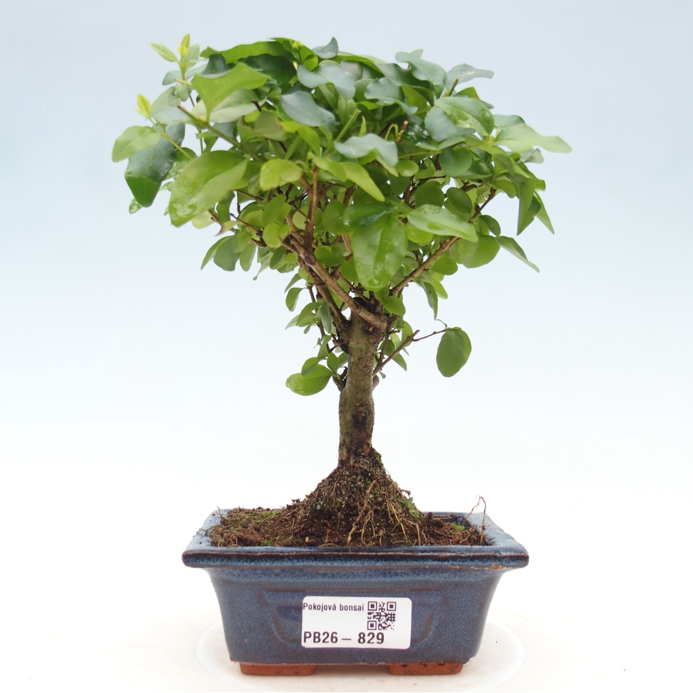 Pokój bonsai - Ligustrum chinensis - Dziób ptaka