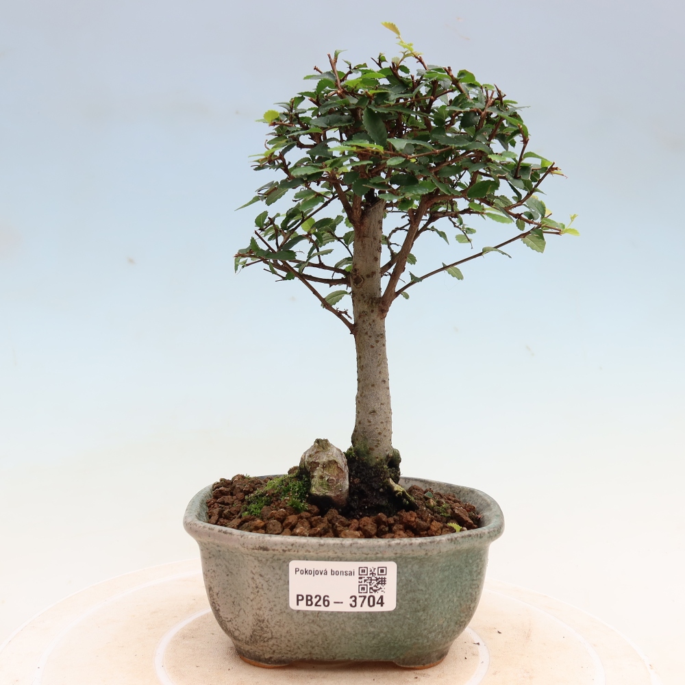 Pokój bonsai - Ulmus parvifolia - Wiąz drobnolistny