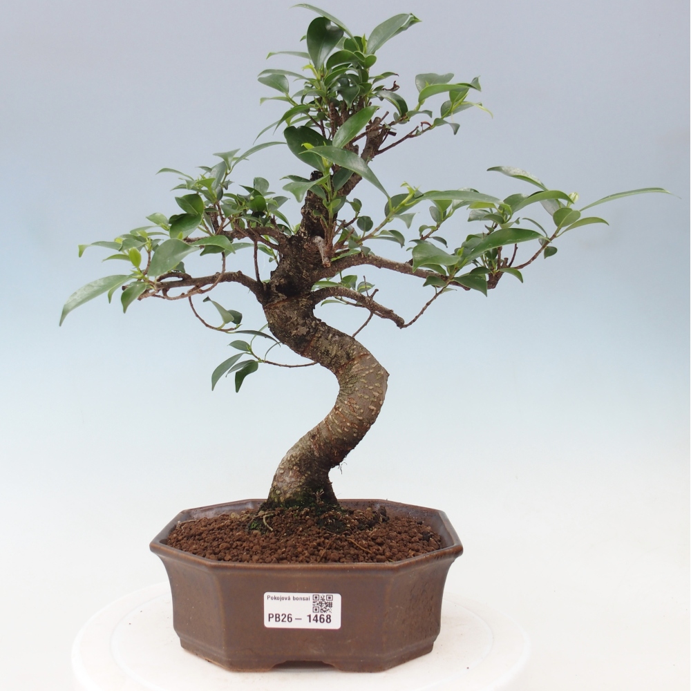 Pokój bonsai - Ficus retusa - figowiec drobnolistny
