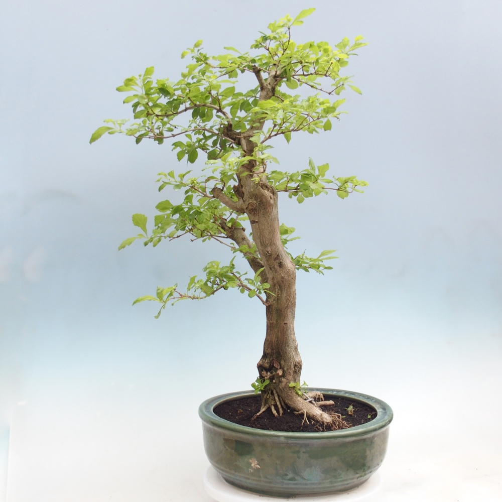 Bonsai pokojowe - Duranta erecta Aurea - WYŁĄCZNIE ODBIÓR OSOBISTY lub transport paletowy