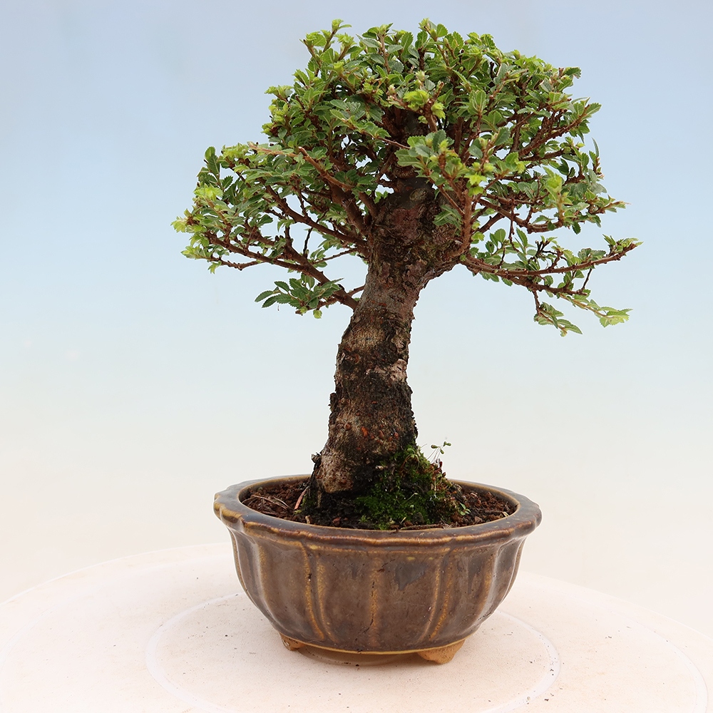 Bonsai ogrodowe – Ulmus parvifolia Sagei – wiąz drobnolistny