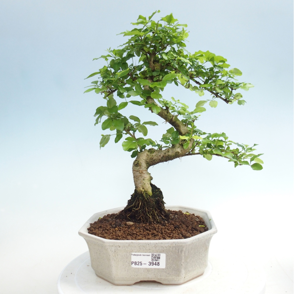 Pokój bonsai - Ligustrum chinensis - Dziób ptaka