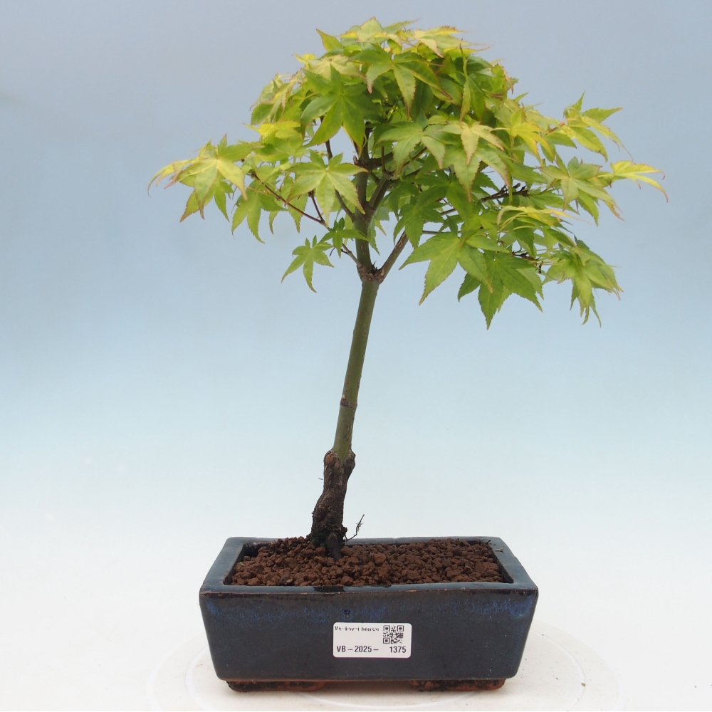 Acer palmatum Aureum - Klon Złotej Palmy