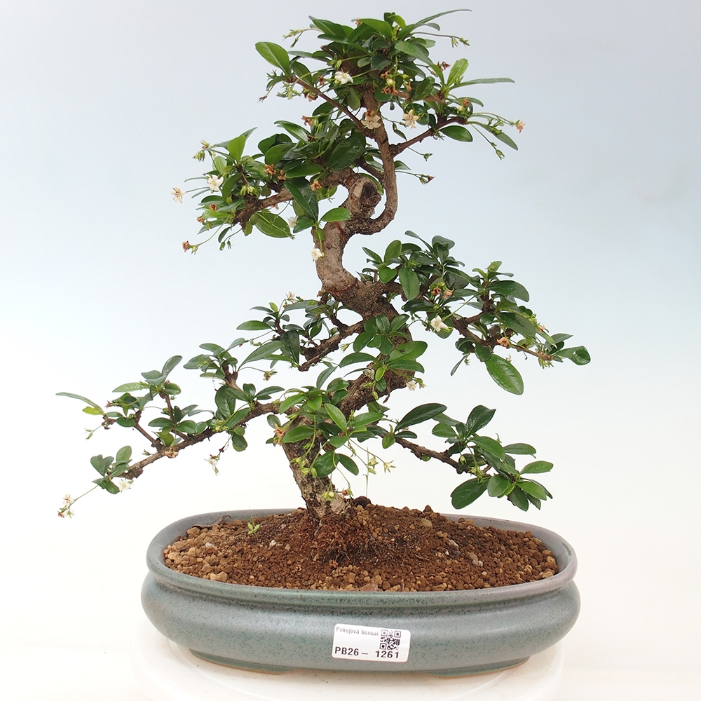 Bonsai pokojowe - Carmona macrophylla - Tea fuki