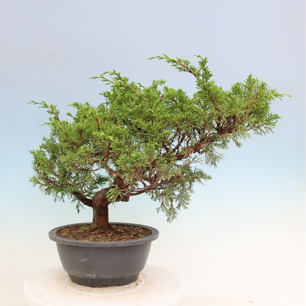 Bonsai ogrodowe – Juniperus chinensis Itoigawa – jałowiec chiński