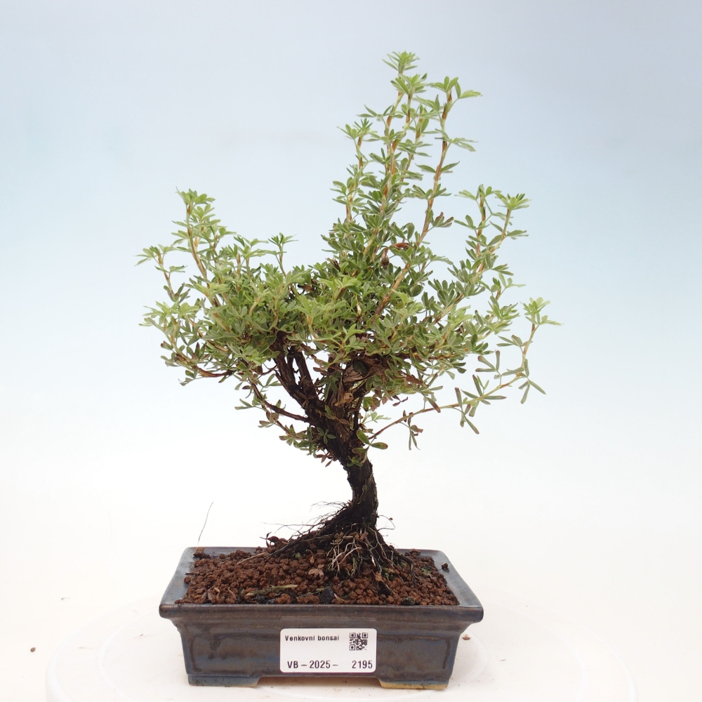 Outdoor bonsai-Pięciolistnik - Potentila fruticosa żółty Ptak