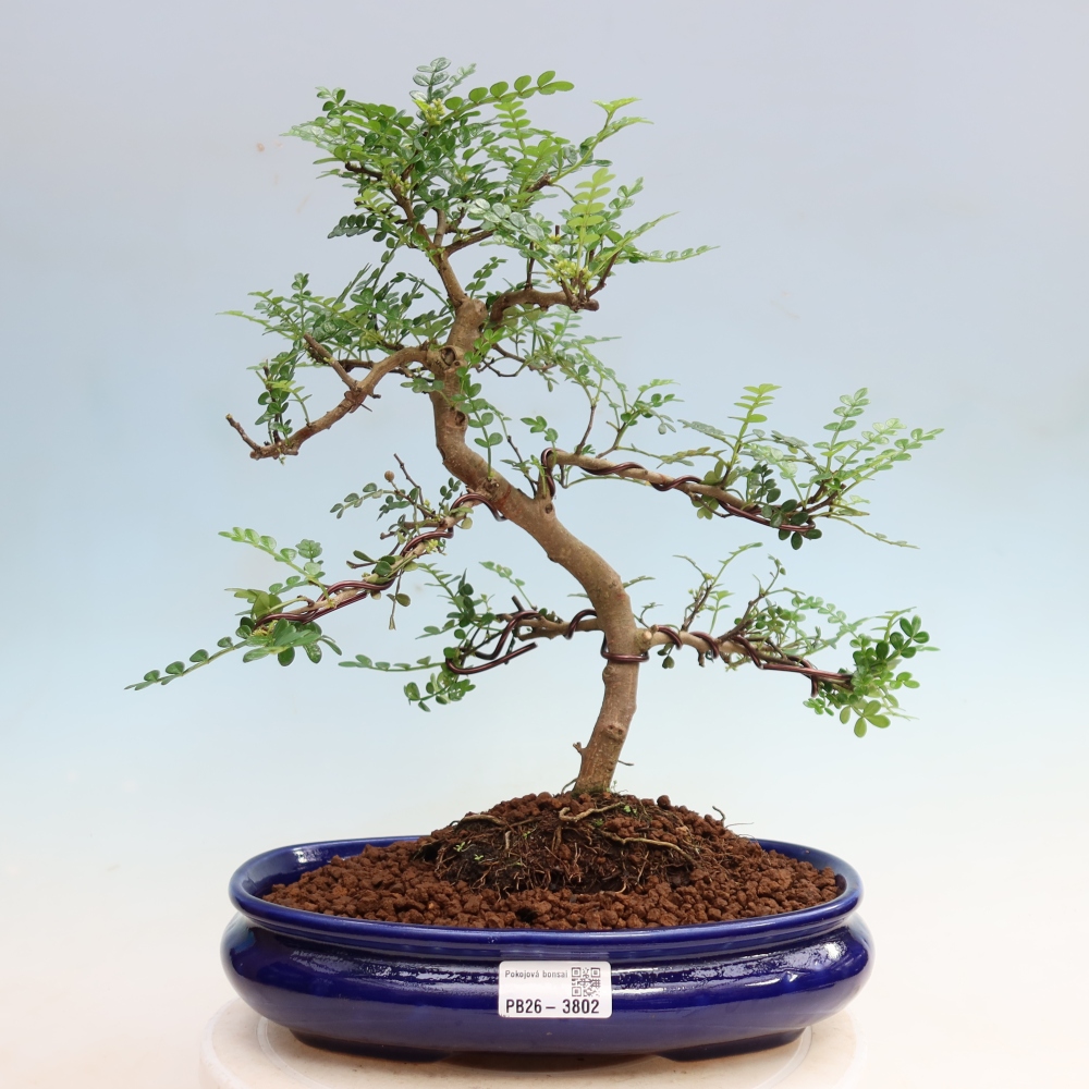Pokój bonsai - Zantoxylum piperitum - drzewo pieprzowe