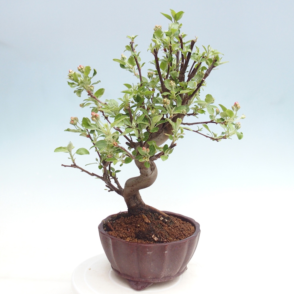 Bonsai plenerowe - Malus Halliana - Jabłoń drobnoowocowa