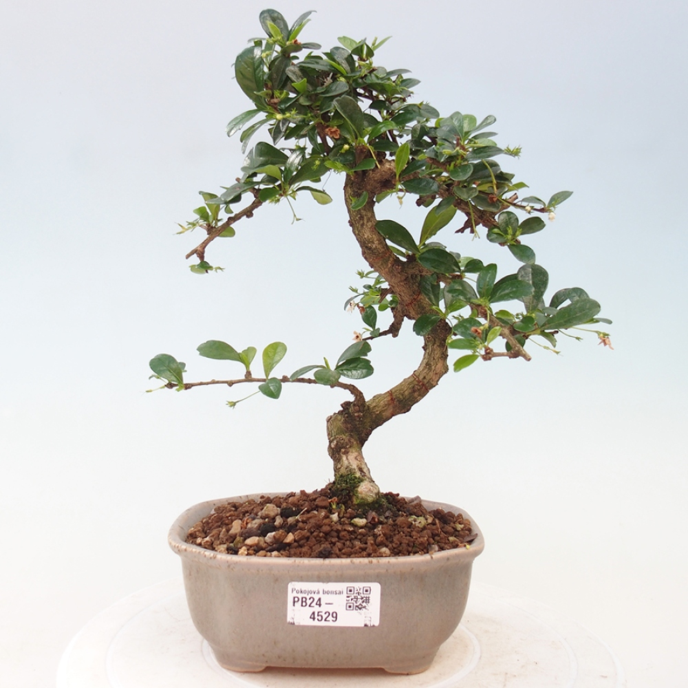 Bonsai do wnętrz - Carmona macrophylla - Herbata Fuki