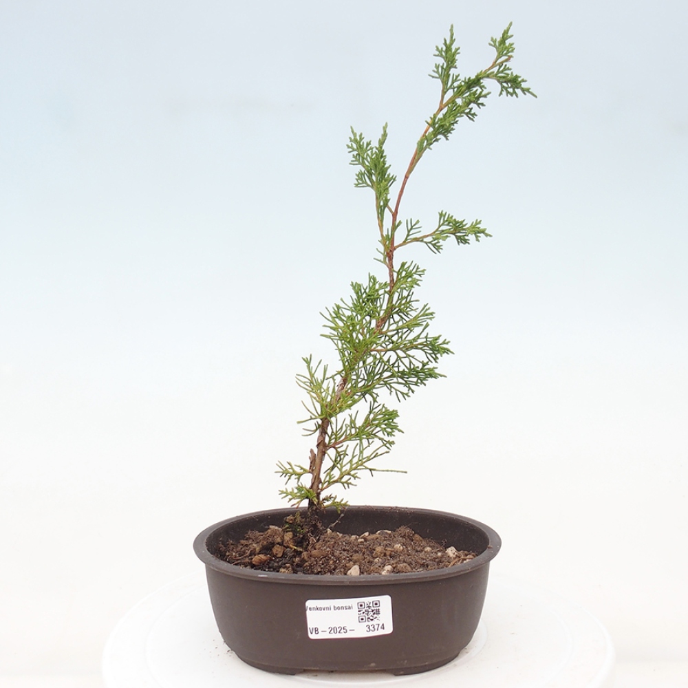 Outdoor bonsai - Juniperus chinensis Itoigawa - Jałowiec chiński