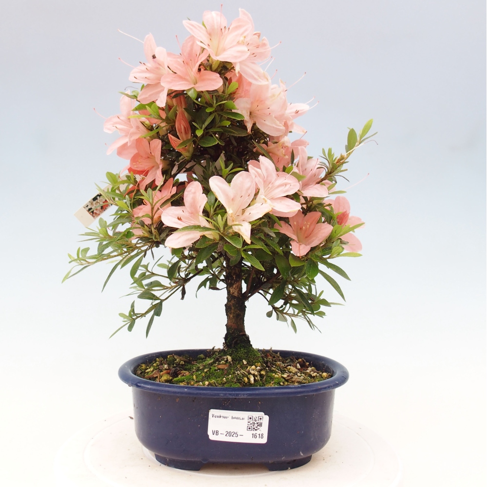 Bonsai ogrodowe - azalia japońska - Azalea Nikko