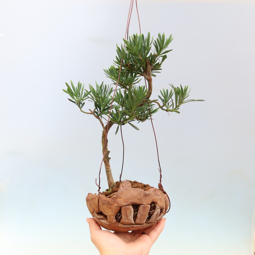 Kokedama w ceramicznej doniczce – Podocarpus – cis kamienny