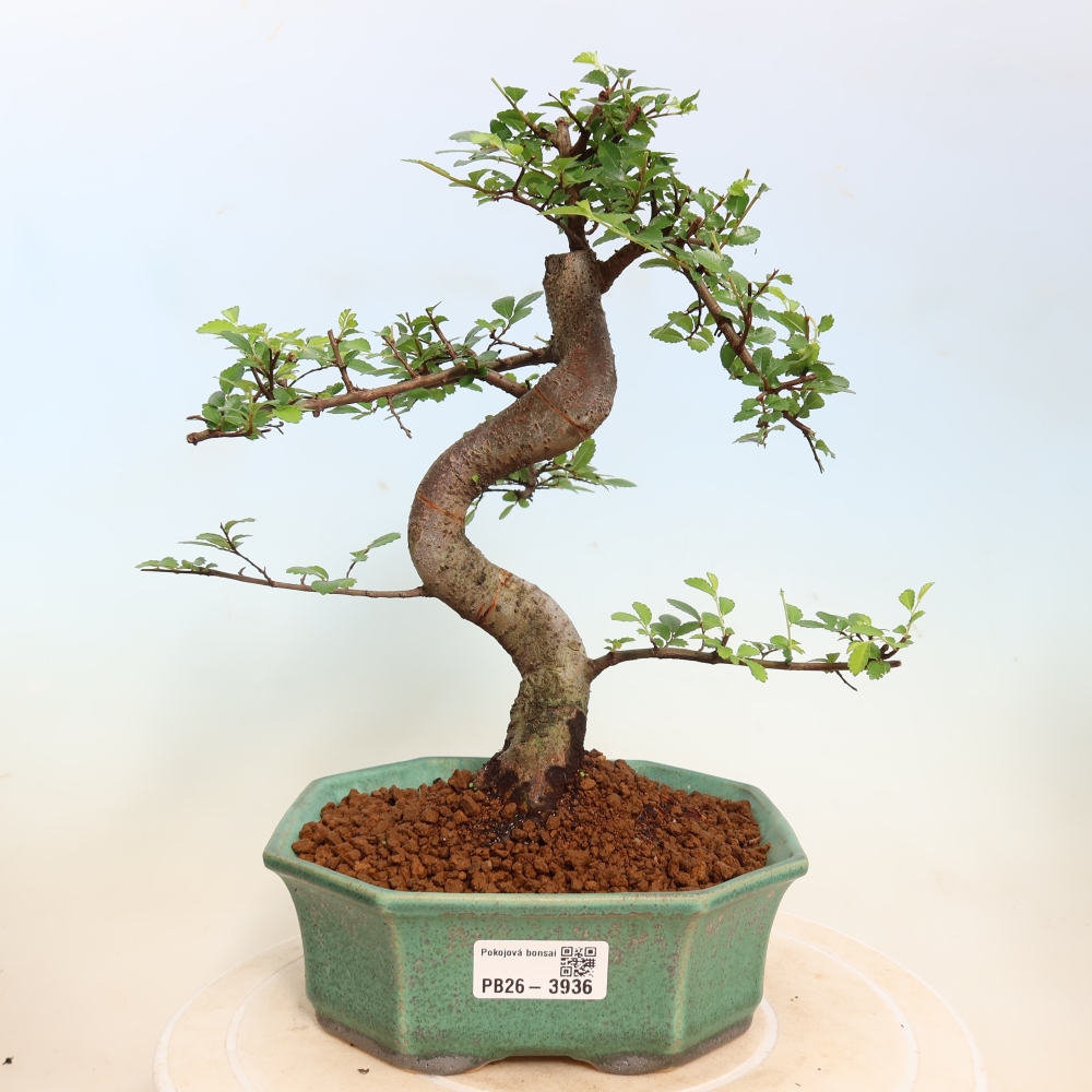 Pokój bonsai - Ulmus parvifolia - Wiąz drobnolistny