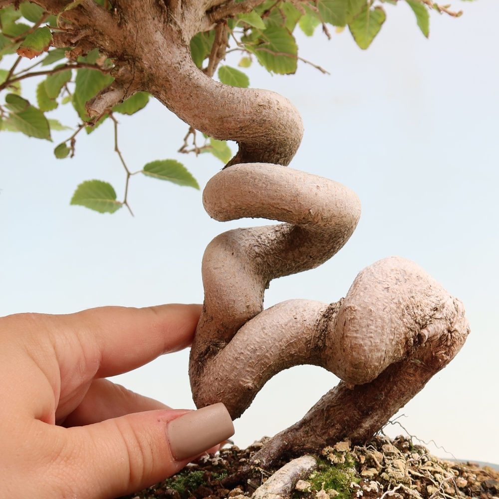 Outdoor bonsai - Carpinus CARPINOIDES - grab koreański