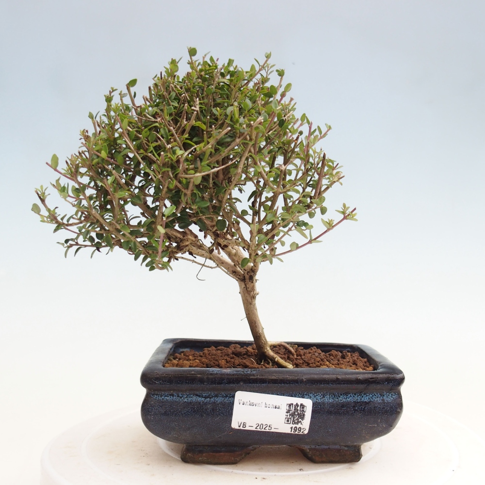 Odkryty bonsai-Lonicera nitida Twiggy -Wiciokrzew