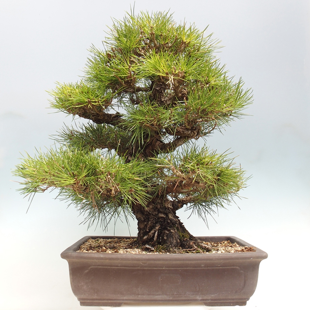 Outdoor bonsai - Pinus thunbergii - sosna Thunberga