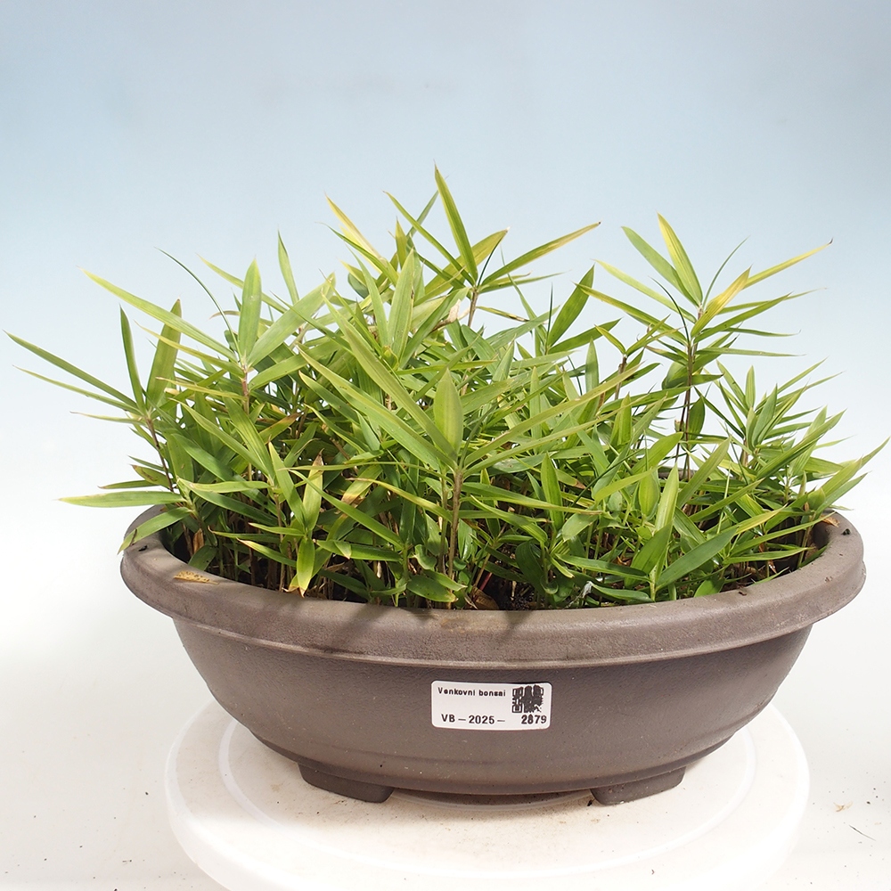 Bonsai zewnętrzne - Pleioblastus argenteostriatus f.pumilus - Bambus karłowaty