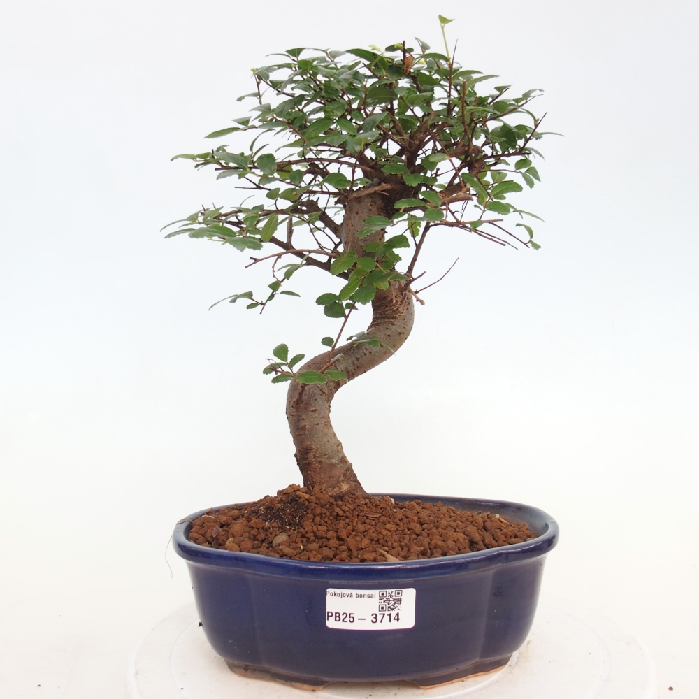 Pokój bonsai - Ulmus parvifolia - Wiąz drobnolistny