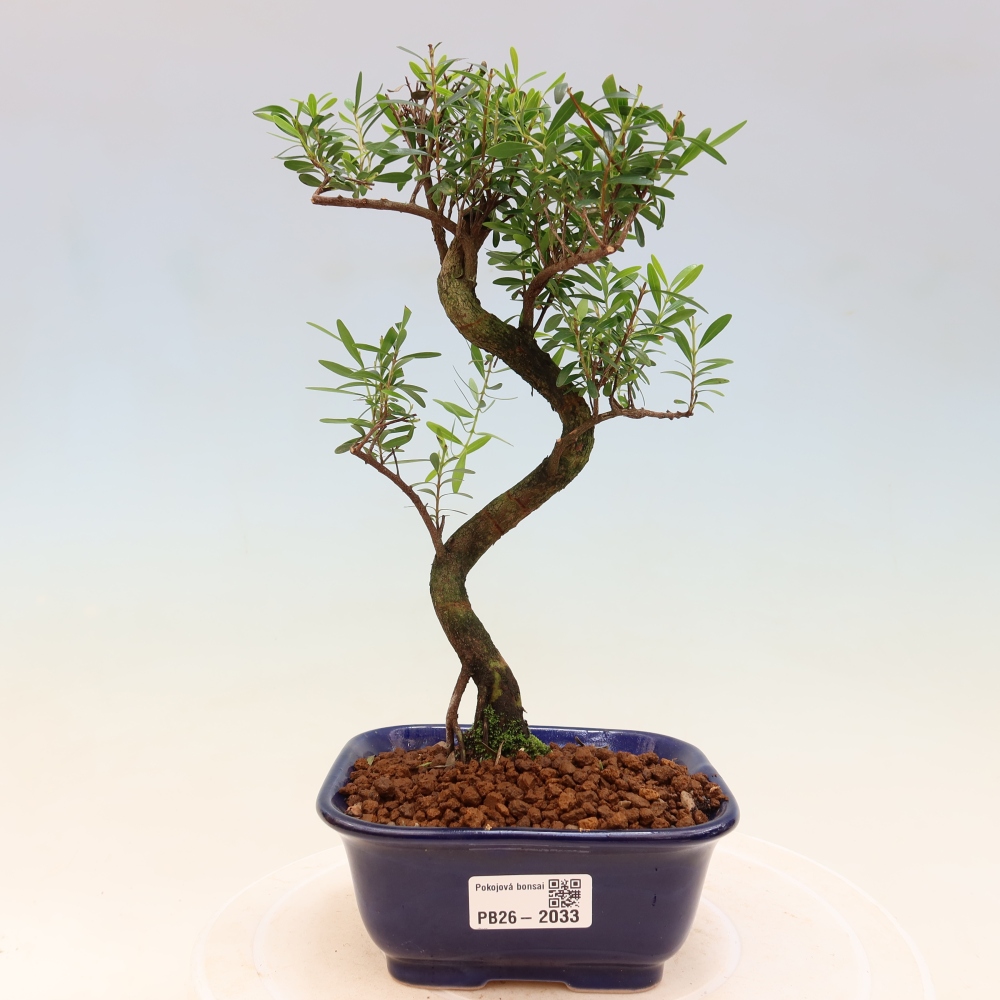 Pokój bonsai - Syzygium - Pimento