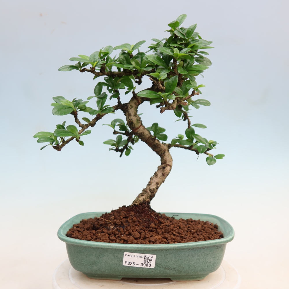 Bonsai pokojowe - Carmona macrophylla - Tea fuki