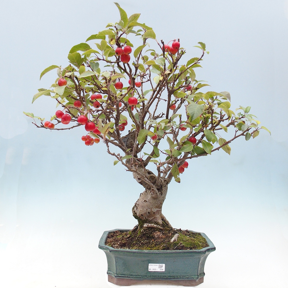 Bonsai plenerowe - Malus Halliana - Jabłoń drobnoowocowa