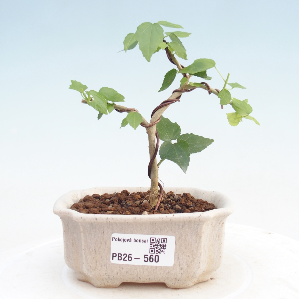 Bonsai domowe - Malvaviscus arboreus