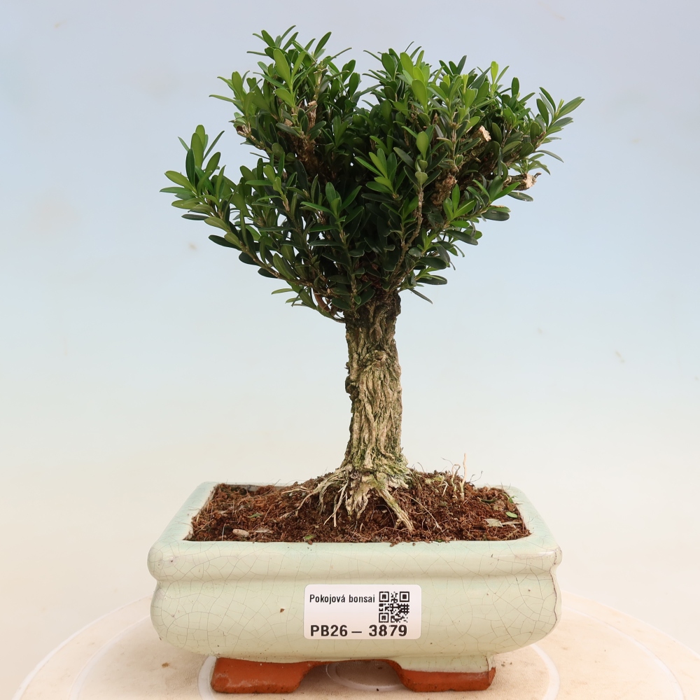 Pokój bonsai - Buxus harlandii - buxus korkowy