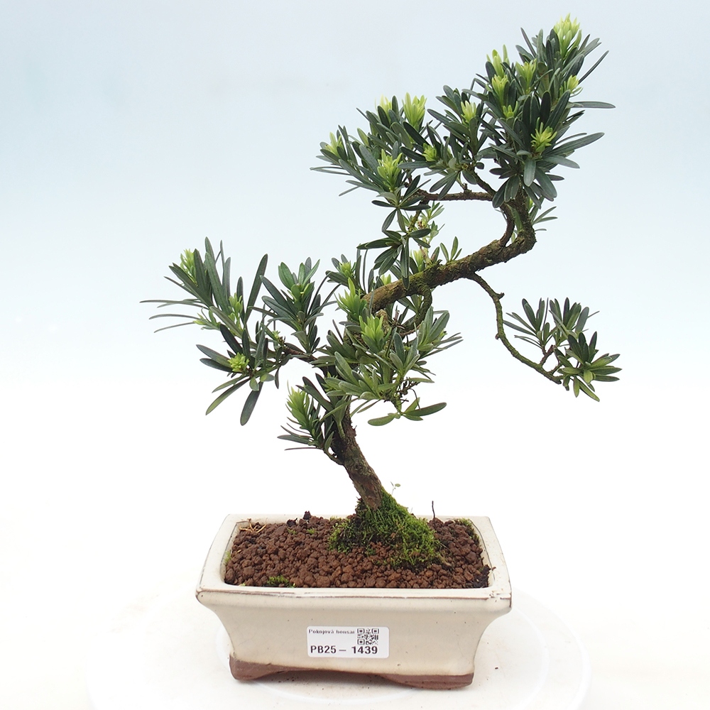 Kryty bonsai - Podocarpus - Kamień tys