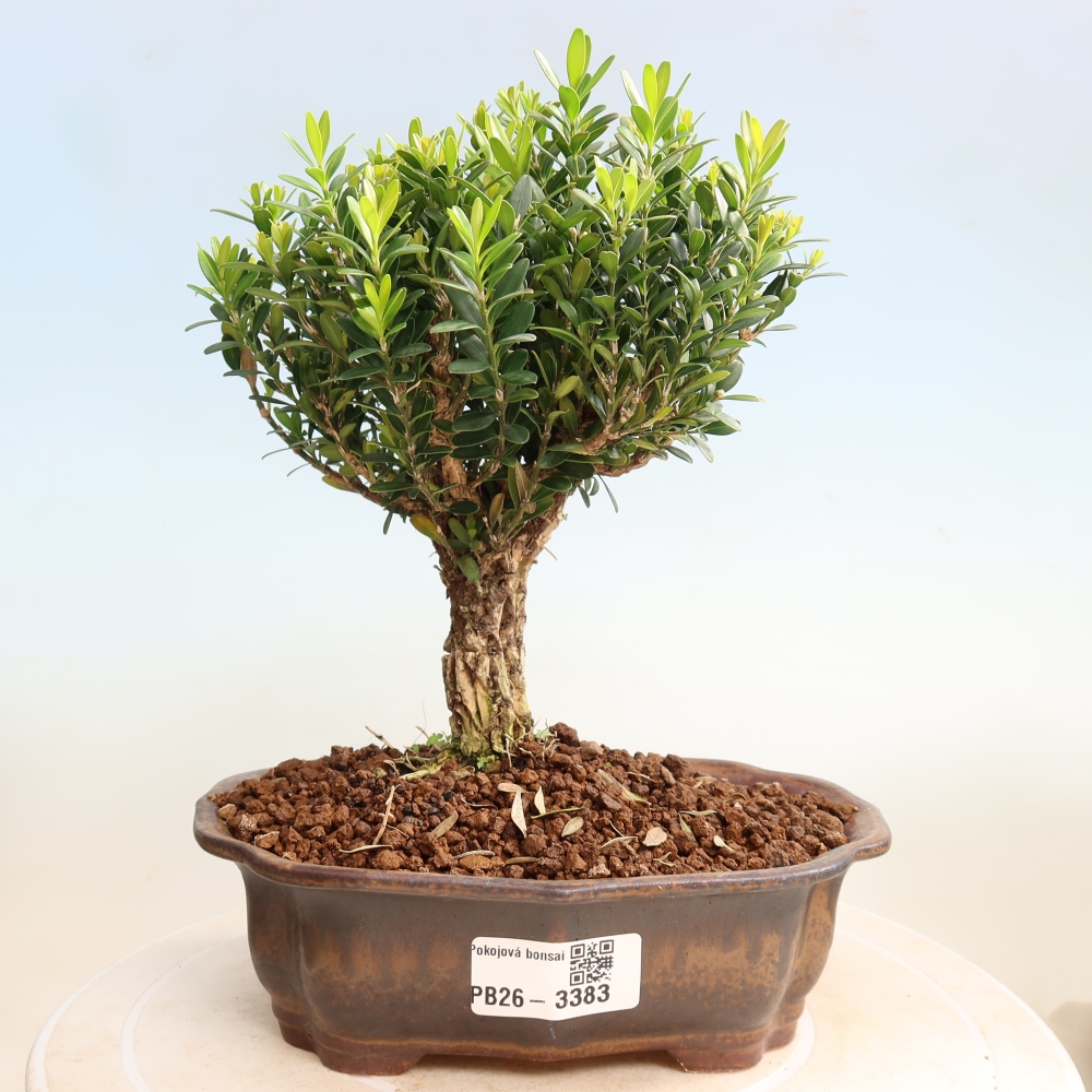 Pokój bonsai - Buxus harlandii - buxus korkowy