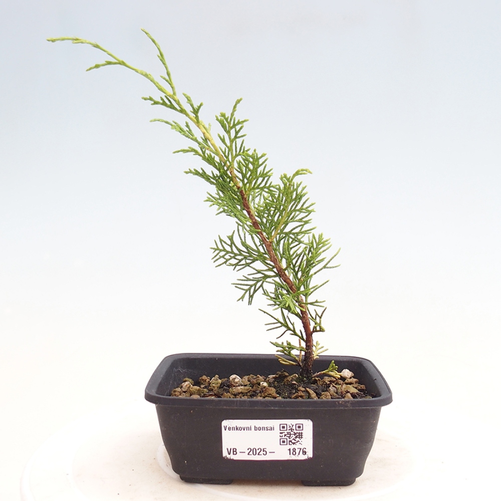 Outdoor bonsai - Juniperus chinensis Itoigawa - Jałowiec chiński
