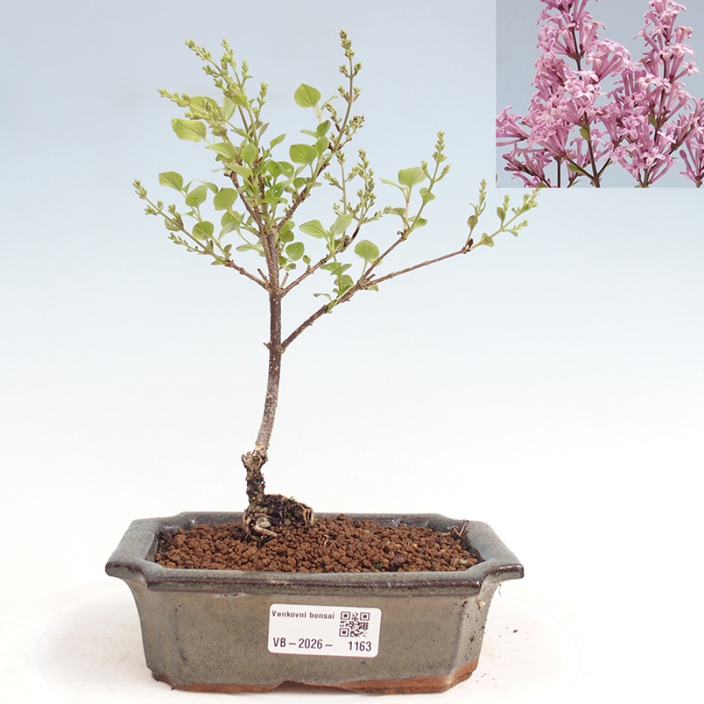 Outdoor bonsai - Syringa Meyeri Palibin - Lilak Meyera