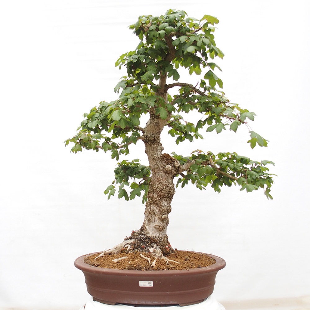 Bonsai zewnętrzne - Klon dziecięcy - Acer campestre