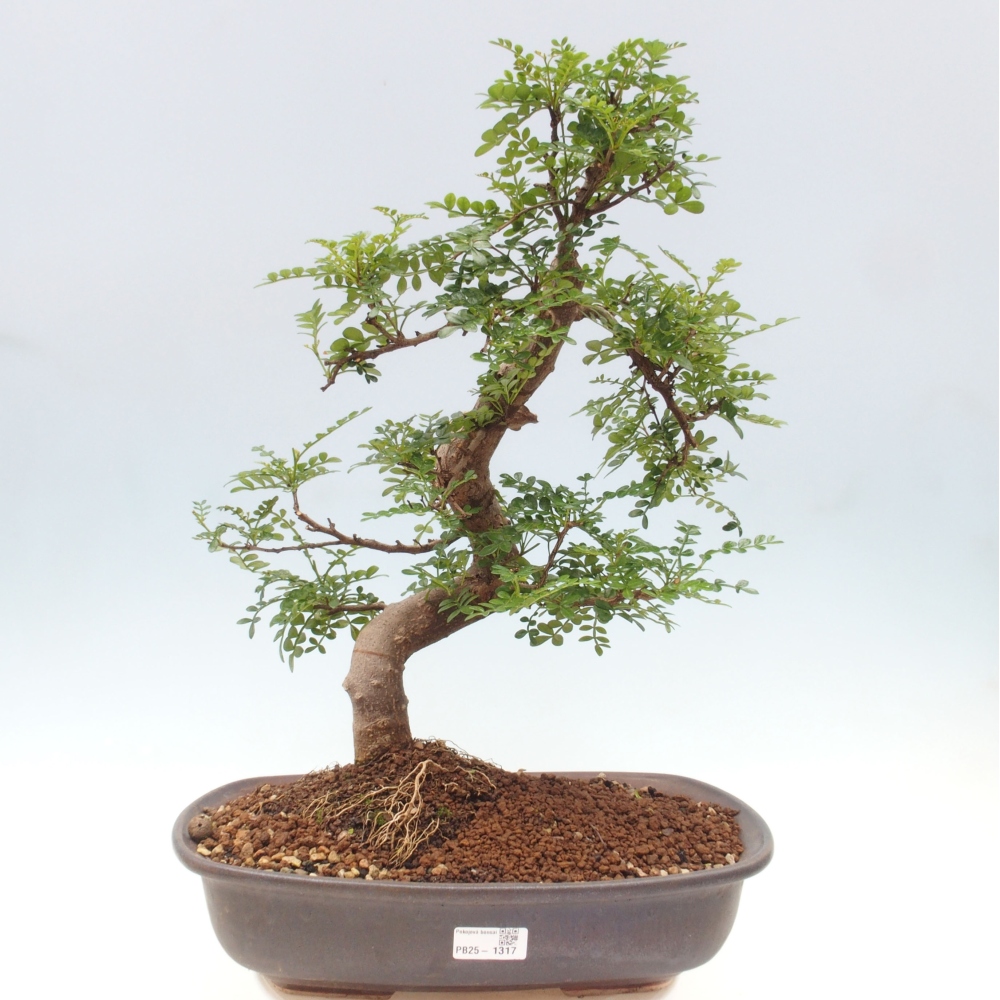 Bonsai do wnętrz - Zantoxylum piperitum - Mięta pieprzowa