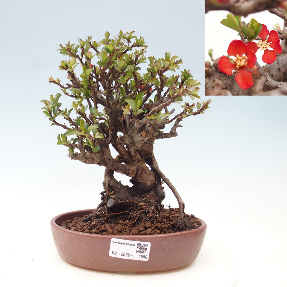 Bonsai zewnętrzne - Chaneomeles speciosa - Pigwa