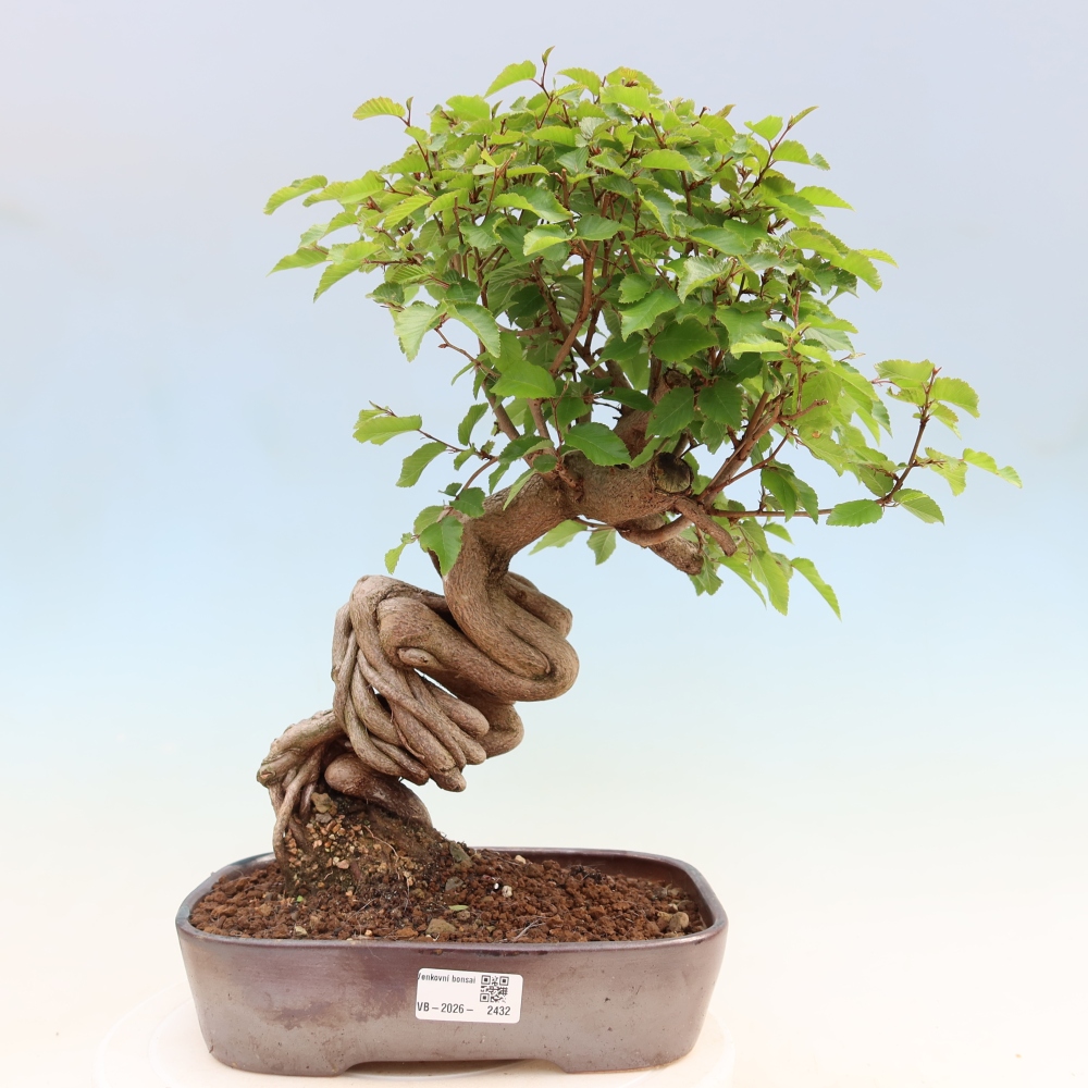 Outdoor bonsai - Carpinus coreana - grab koreański