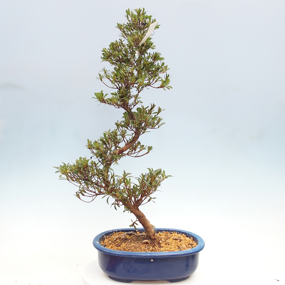 Bonsai zewnętrzne - Azalia japońska - Azalia Hakurin
